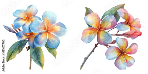 frangipani flower watercolor vector illustration