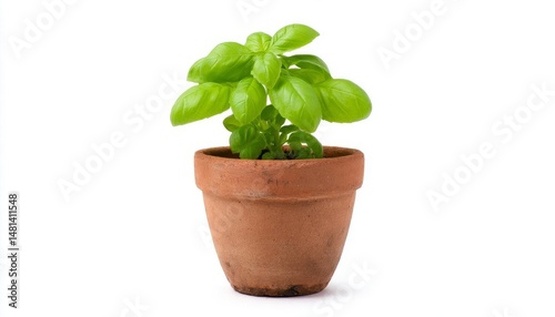 Wallpaper Mural A fresh basil plant growing in a terracotta pot, vibrant greenery. Torontodigital.ca