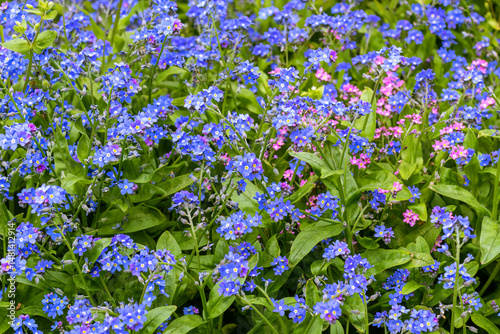 Natural carpet of forget-me-not flowers bloom in spring garden. Delicate blue and pink blossoms with green leaves in sunny meadow for flower background. Myosotis sylvatica photo