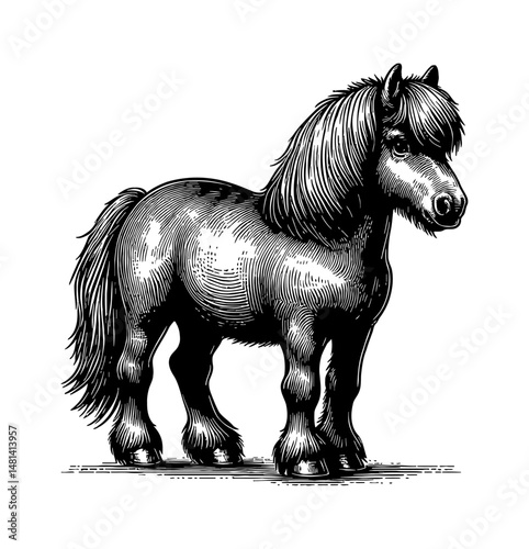 Majestic Pony Standing Proudly in Detailed Black and White Engraving Style Line Art