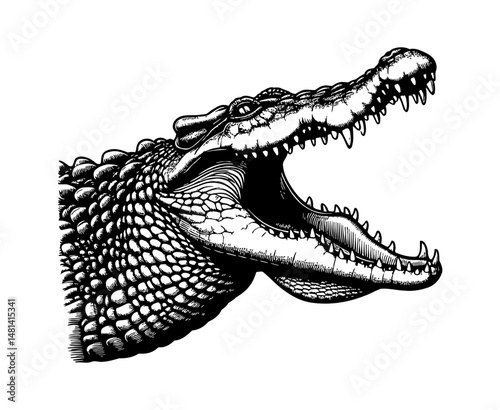 Detailed Engraved Illustration of Crocodile Head with Open Mouth in Black and White