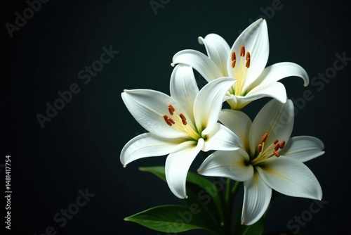 White lilies with subtle gold accents on dark backdrop, floral, background