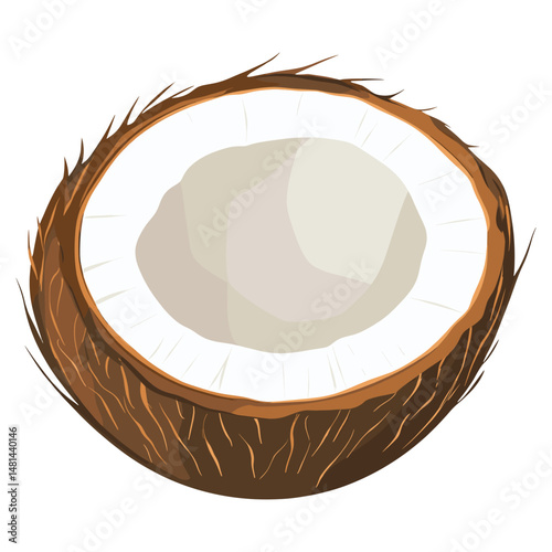 Coconut illustration fruit white vector