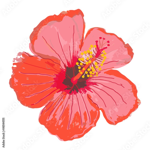 Hibiscus flower hibiscus illustration drawing vector