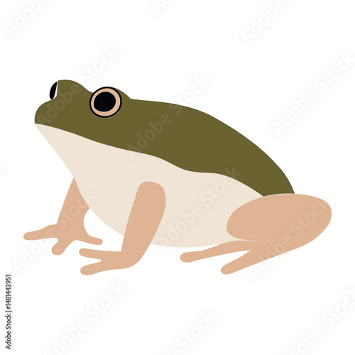 Green frog illustration animal vector vector photo