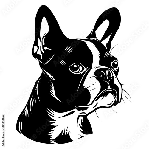 Collection portrait Boston Terrier dog illustration terrier animal vector