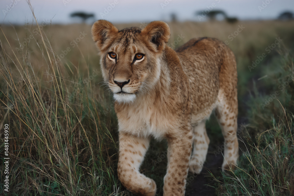 Obraz premium a wide panoramic photograph of a lone lion walking across the vast plains of the serengeti at sunset, emphasizing the scale of the landscape.
