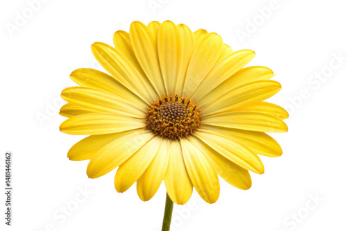 yellow daisy isolated on white