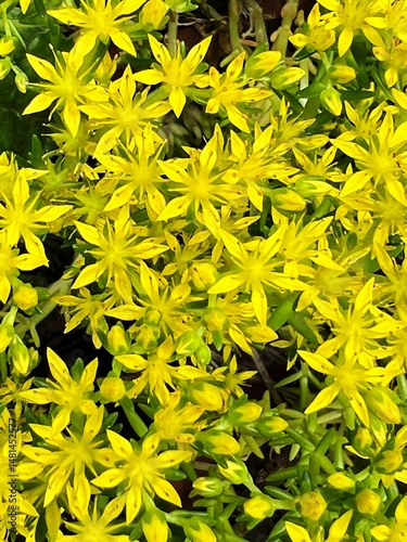 yellow flower, succulent with yellow flowers, star-shaped flowers of sedum, full-bloom yellow sedum flowers, 黄色い花、黄色い花の咲く多肉植物、万年草の星型の花、黄色い万年草の満開の花