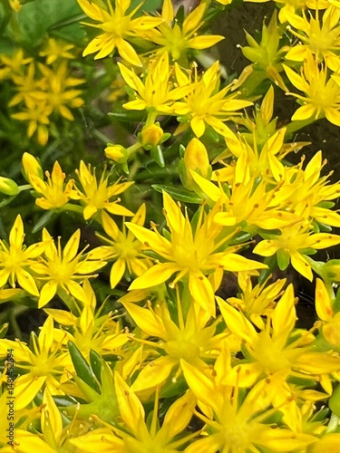 yellow flower, succulent with yellow flowers, star-shaped flowers of sedum, full-bloom yellow sedum flowers, 黄色い花、黄色い花の咲く多肉植物、万年草の星型の花、黄色い万年草の満開の花
