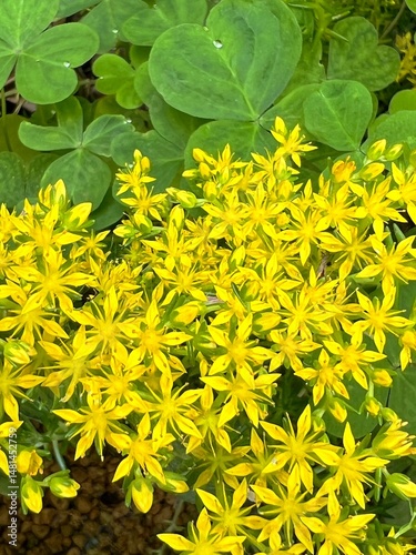 yellow flower, succulent with yellow flowers, star-shaped flowers of sedum, full-bloom yellow sedum flowers, 黄色い花、黄色い花の咲く多肉植物、万年草の星型の花、黄色い万年草の満開の花