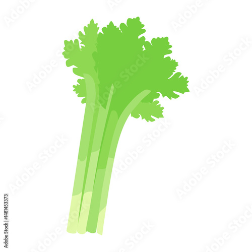 Celery illustration vegetable produce vector