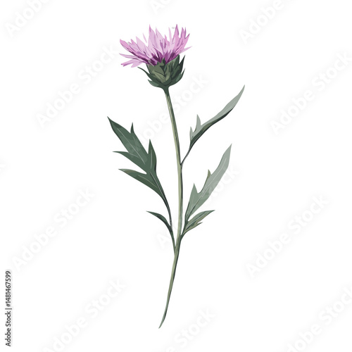 Knapweed flower illustration botanical vector