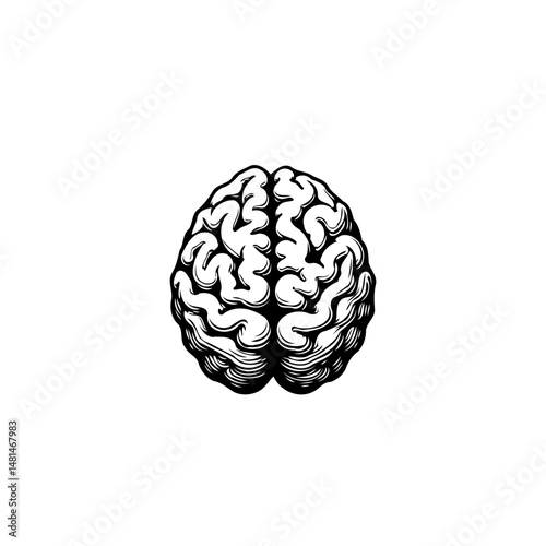 Detailed anatomical rendering of a human brain showcasing intricate convolutions