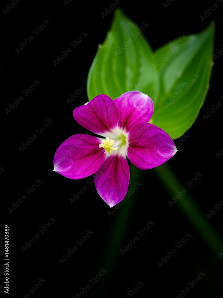 Fototapeta premium tradescantia flower isolated