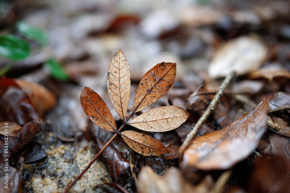 Fototapeta premium Leaf with Perfect Camouflage Blending into Forest Floor