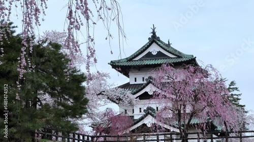 Cherry blossoms bloom around Hirosaki Castle in spring, calm and full of tradition photo