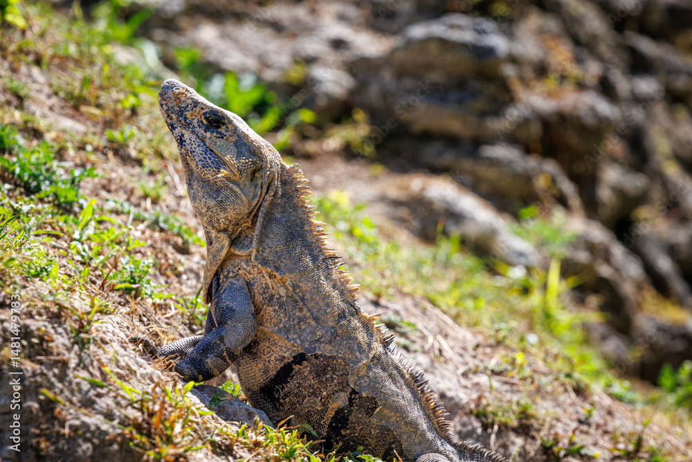 Obraz premium Iguana sunbathing