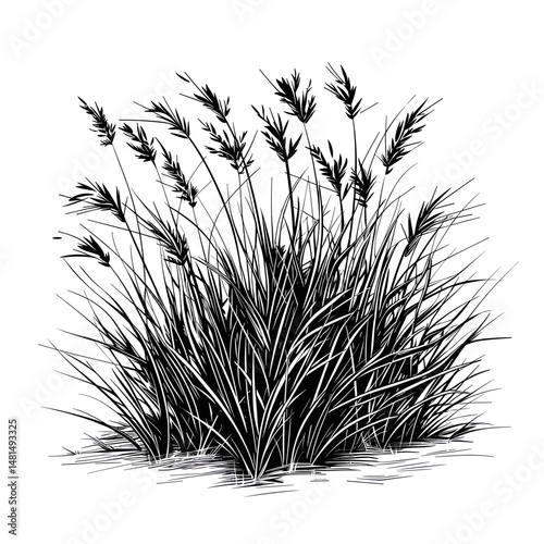 A bush of blowing grass drawing art illustration vector
