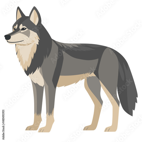 Wolf illustration animal canine vector