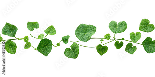 Pumpkin leaves vine plant stems and tendrils are isolated on a transparent background