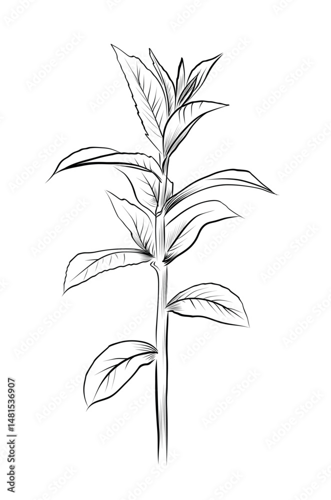 Fototapeta premium Mint herb young plant with leaves vector
