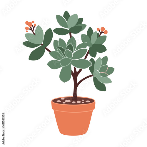 Green succulent plant in terracotta pot with red berries  