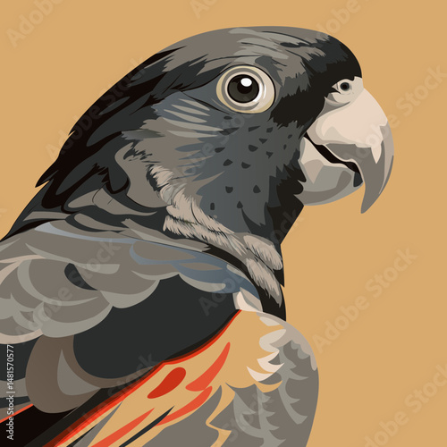 Glossy Black Cockatoo in profile view with striking red tail feathers, perfect for nature and bird photography lovers.