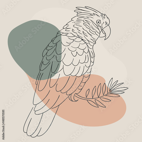 Glossy Black Cockatoo in profile view with striking red tail feathers, perfect for nature and bird photography lovers.