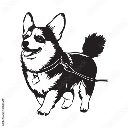 Corgi Walking Little Vector Images  Isolated on white background.