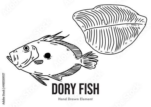 vector illustration of a dory fish