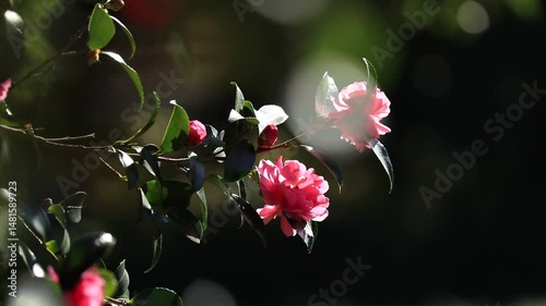 camellia flowers sway in the wind with sunlight