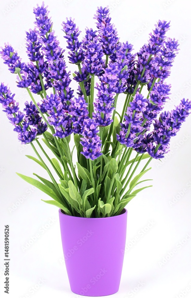 Naklejka premium lavender in a pot