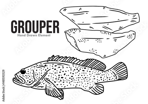 hand drawn Grouper fish