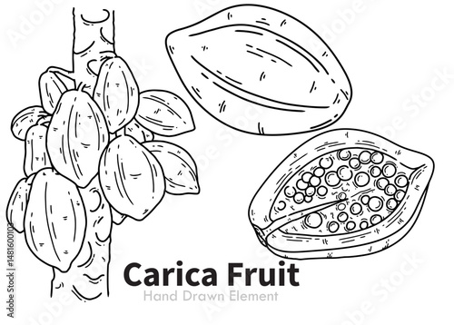 Vector illustration of Carica Fruit