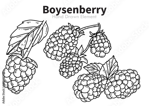 vector illustration of a bunch of Boysenberry.