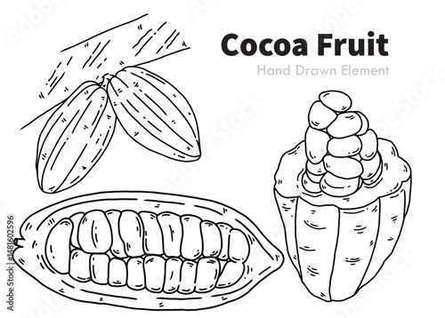 hand drawn vector illustration of an Cocoa Fruit
