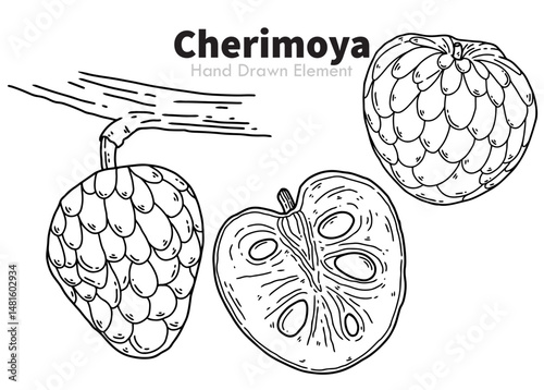 hand drawn vector illustration of Cherimoya