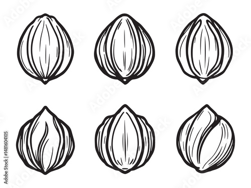 Nutmeg Line Art Illustration