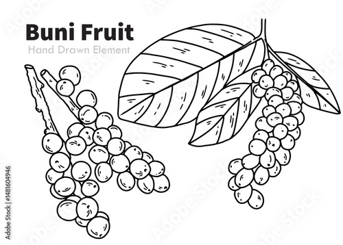 bacca Fruit vector illustration