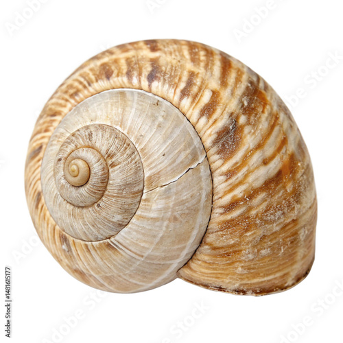 Snail shell isolated on a transparent background