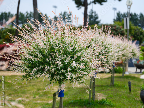 Garden landscape with white Hakuro-Nishiki (Salix integra) leaves in full bloom