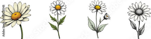 Cut Out Set of Chamomile flower isolated on Transparent or white background, Vintage sketch vector illustration.