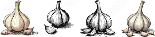 Cut Out Set of Garlic bulb with cloves isolated on Transparent or white background, Vintage sketch vector illustration.
