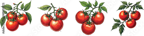 Cut Out Set of Tomato branch with fruit isolated on Transparent or white background, Vintage sketch vector illustration.