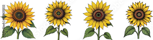 Cut Out Set of Sunflower head isolated on Transparent or white background, Vintage sketch vector illustration.