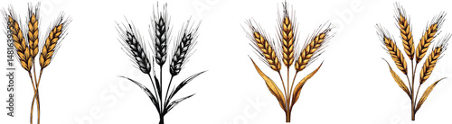 Cut Out Set of Wheat ears isolated on Transparent or white background, Vintage sketch vector illustration.