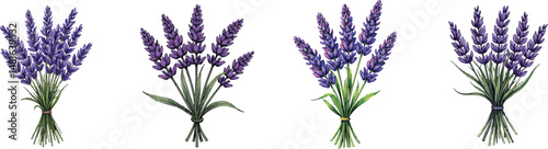 Cut Out Set of Lavender bouquet isolated on Transparent or white background, Vintage sketch vector illustration.