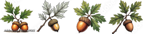 Cut Out Set of Acorn and oak leaves isolated on Transparent or white background, Vintage sketch vector illustration.