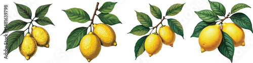 Cut Out Set of Lemon branch with fruit and leaves isolated on Transparent or white background, Vintage sketch vector illustration.